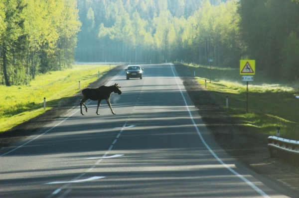 
                Гродненскую трассу М6 назвали самой опасной — животные постоянно выходят на дорогу
                
                
            