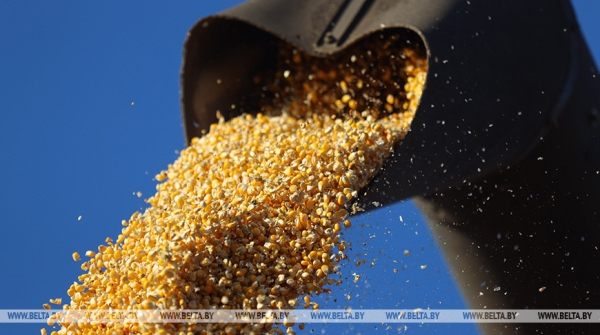 Почти 2,2 млн тонн зерновых с учетом рапса и кукурузы намолочено в Гродненской области