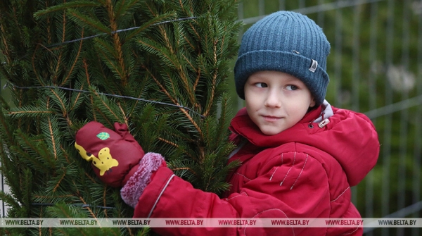 О заготовке лесхозами новогодних деревьев рассказали в Гродненской области