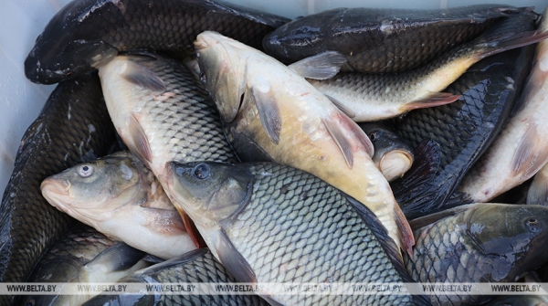 В Малой Берестовице из-за сточных вод погибла рыба, возбуждено дело